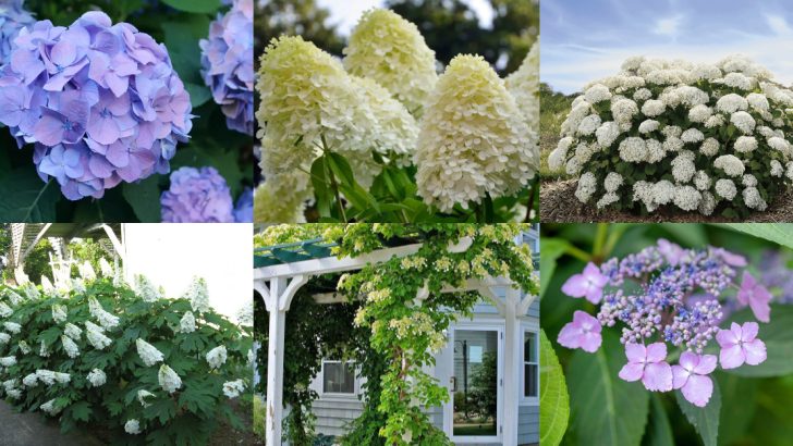 Which Hydrangea Is Right for You? Meet the 6 Unique Types