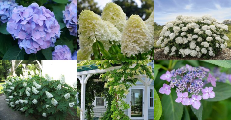 Which Hydrangea Is Right for You? Meet the 6 Unique Types