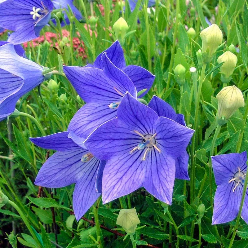 Whimsical Balloonflower