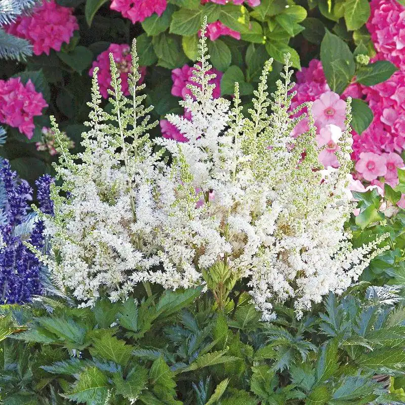 White Astilbe