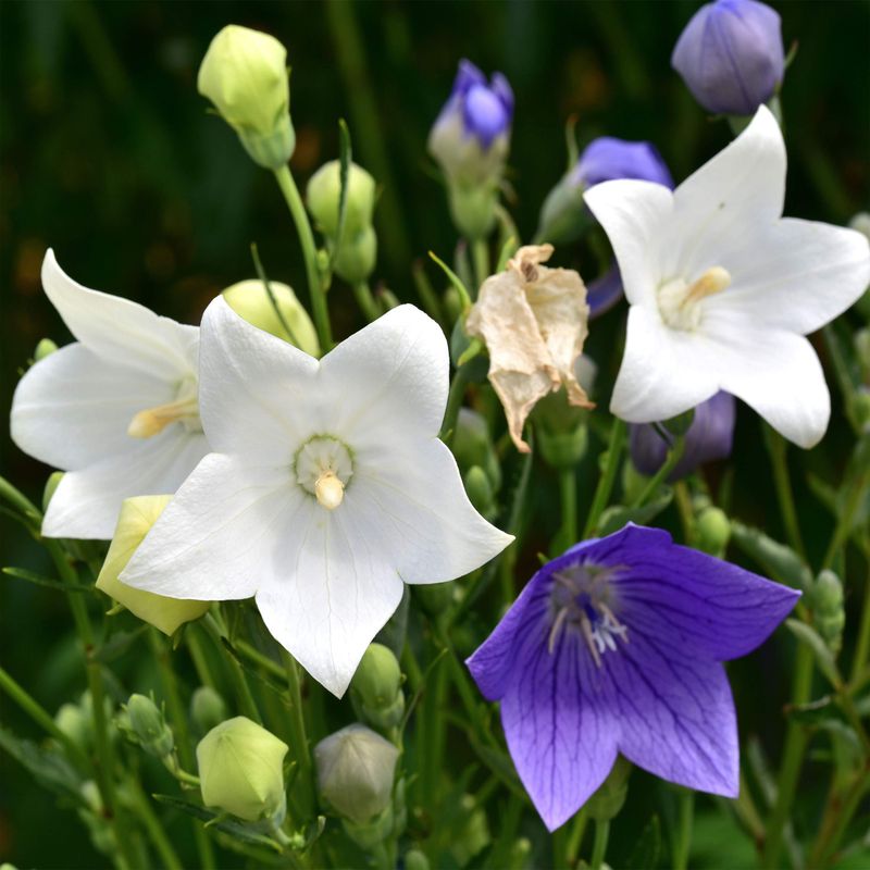 White Balloon Flower