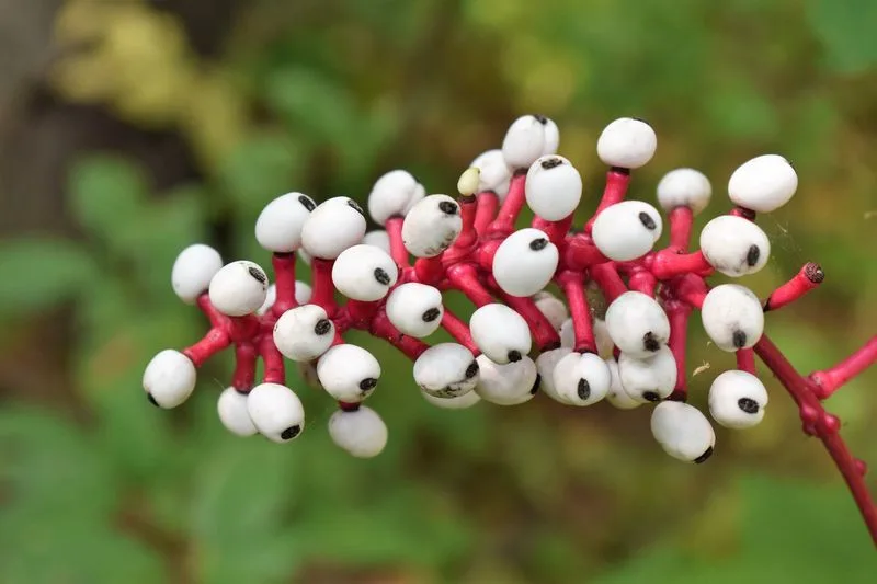 White Baneberry