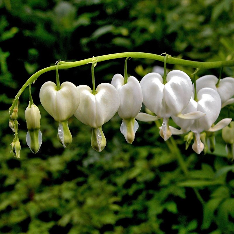 White Bleeding Heart