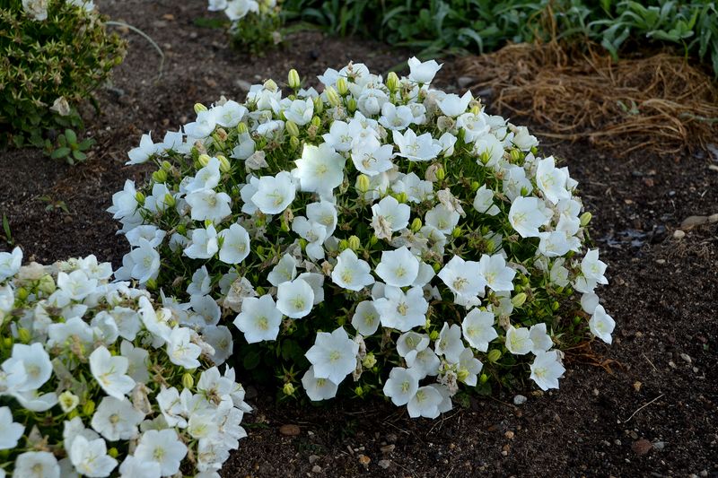 White Campanula