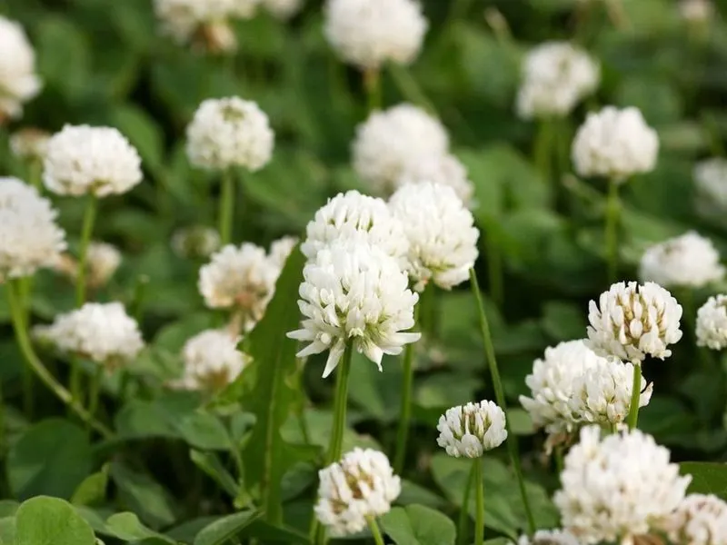 White Clover