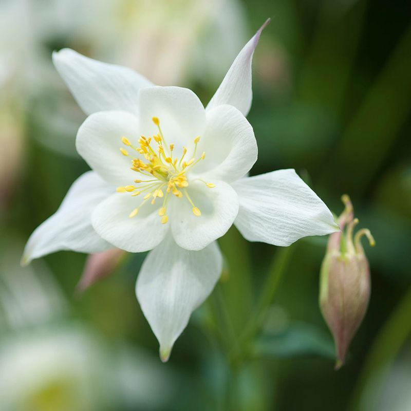 White Columbine