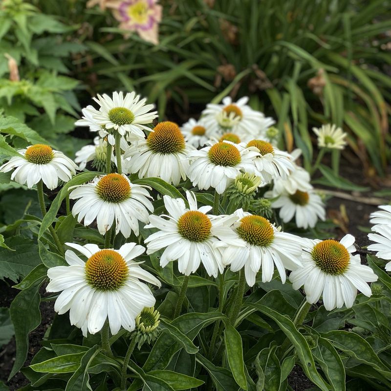 White Coneflower