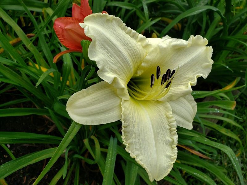 White Daylily