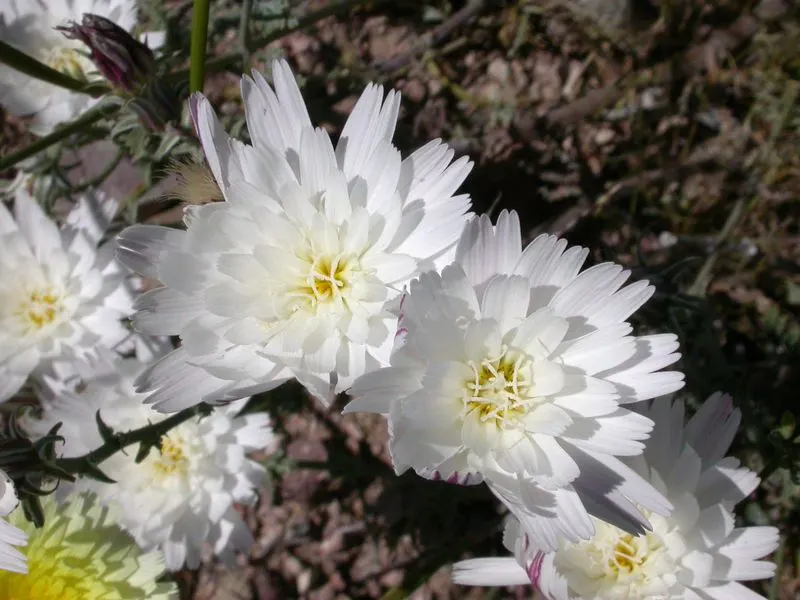 White Desert Chicory