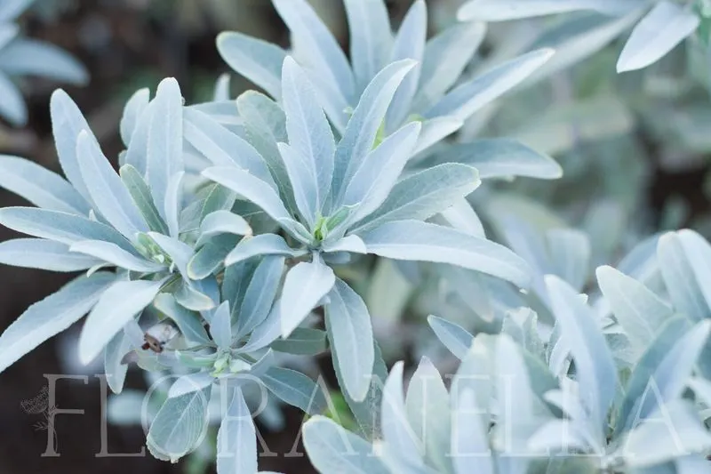 White Desert Sage