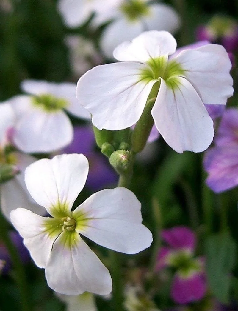 White Evening Scented Stock