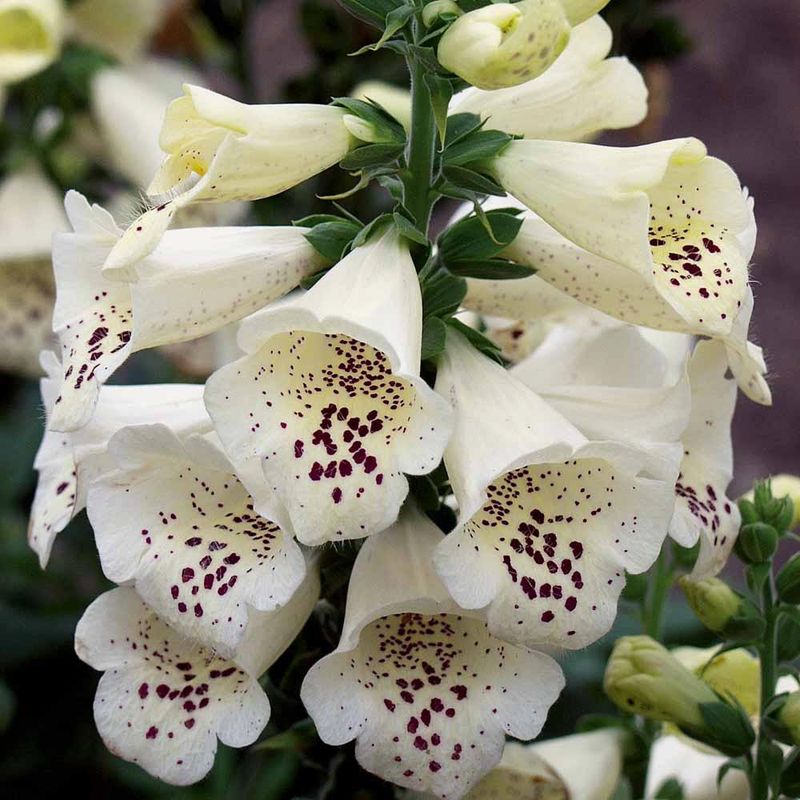 White Foxglove