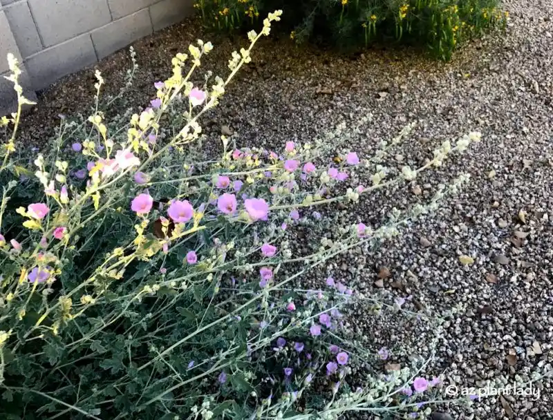 White Globe Mallow