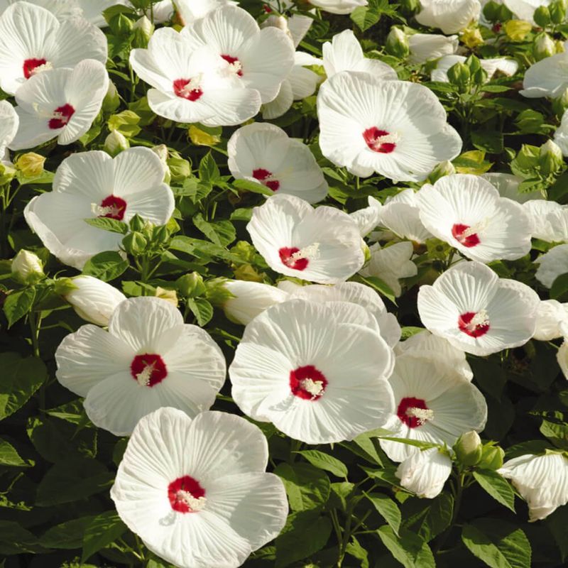 White Hibiscus