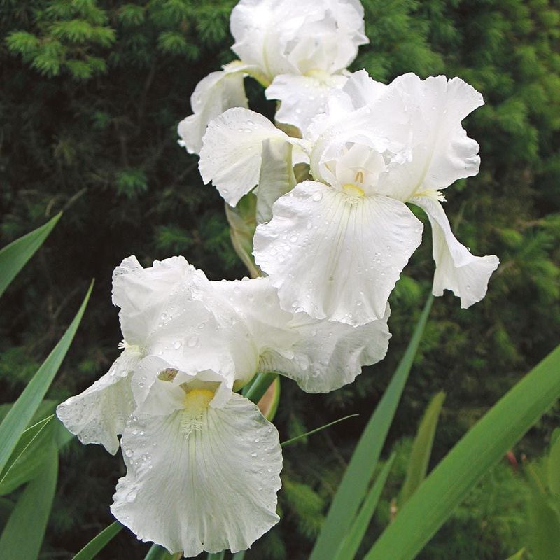 White Iris