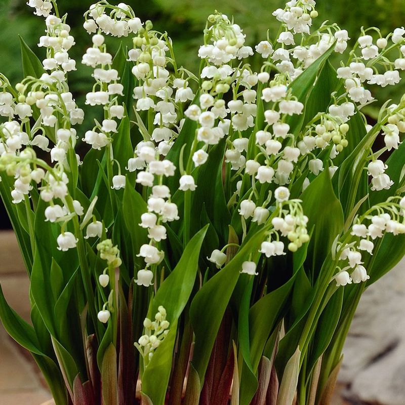 White Lily of the Valley