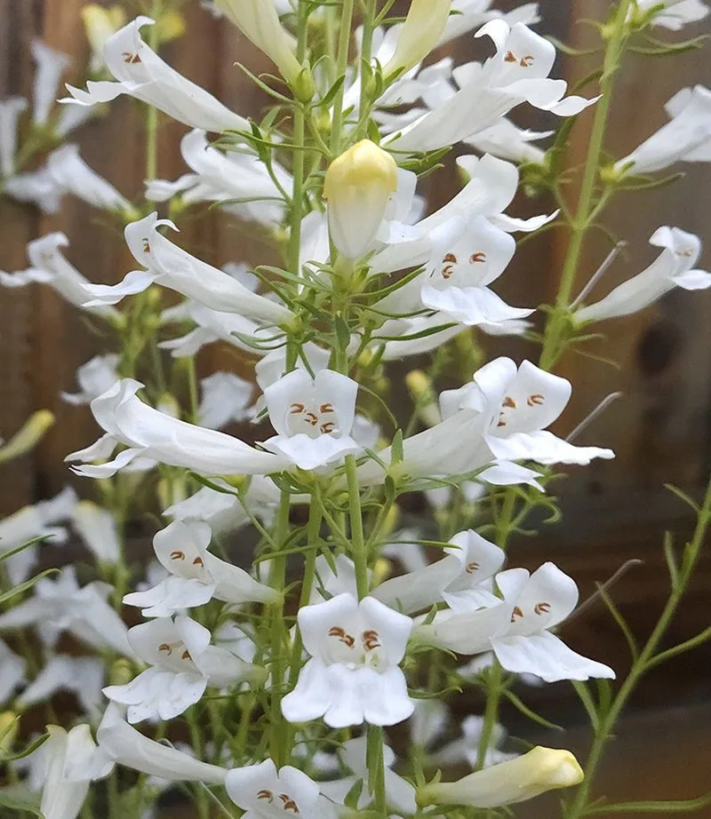White Penstemon