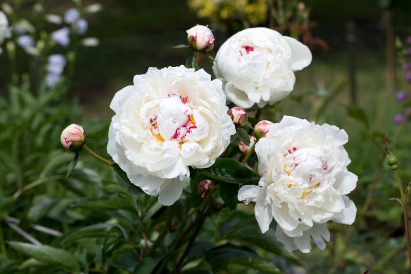 White Peony