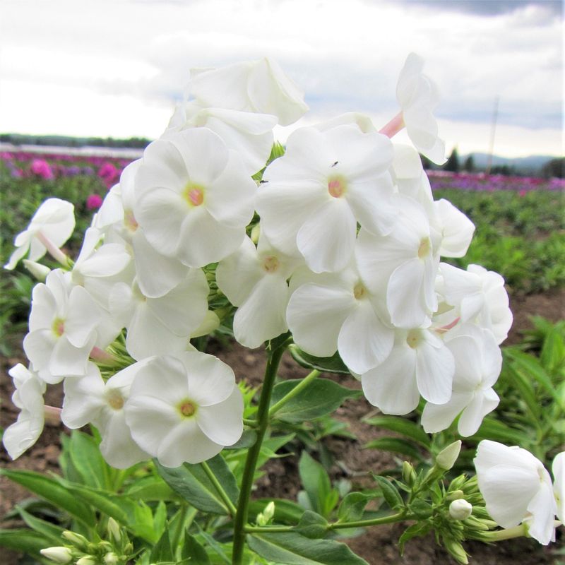 White Phlox