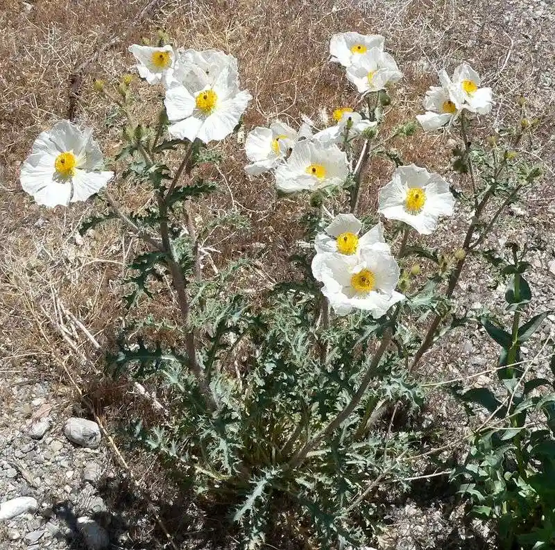 White Prickly Poppy