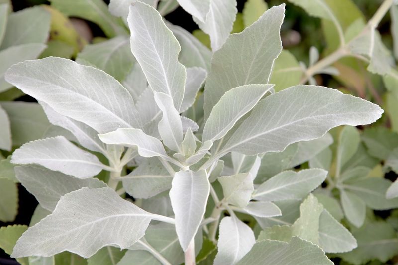 White Sage