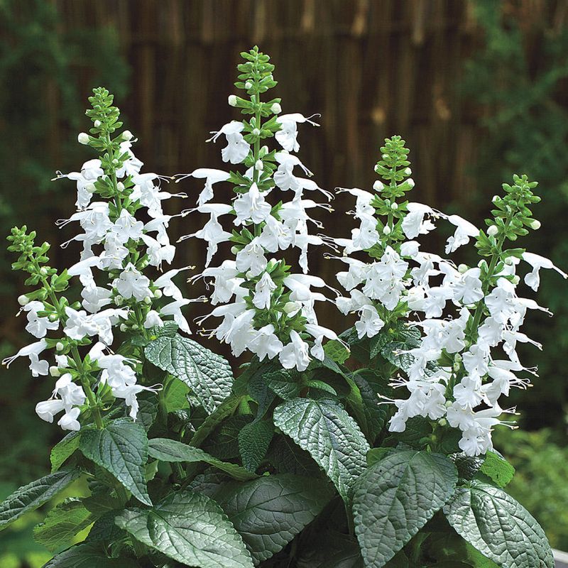 White Salvia