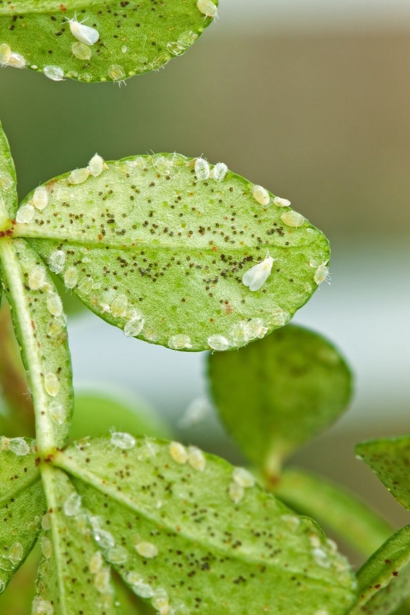 Whiteflies