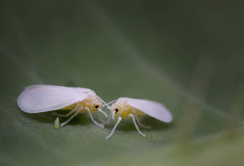 Whiteflies