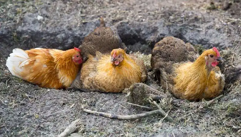 Why do chickens dust bathe?