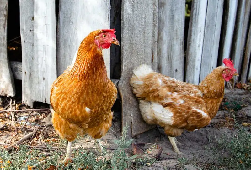 Why do chickens peck each other?