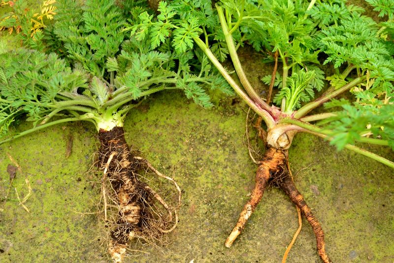 Wild Carrot