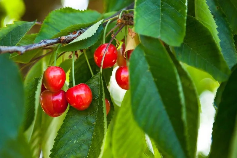 Wild Cherry