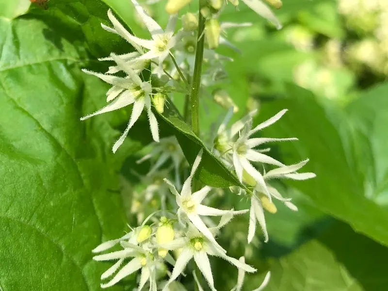 Wild Cucumber (Echinocystis lobata)