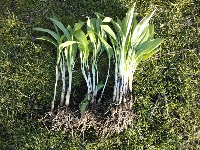 Wild Garlic