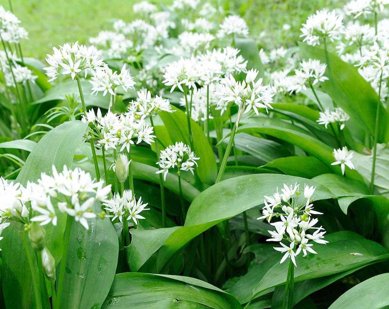 Wild Garlic