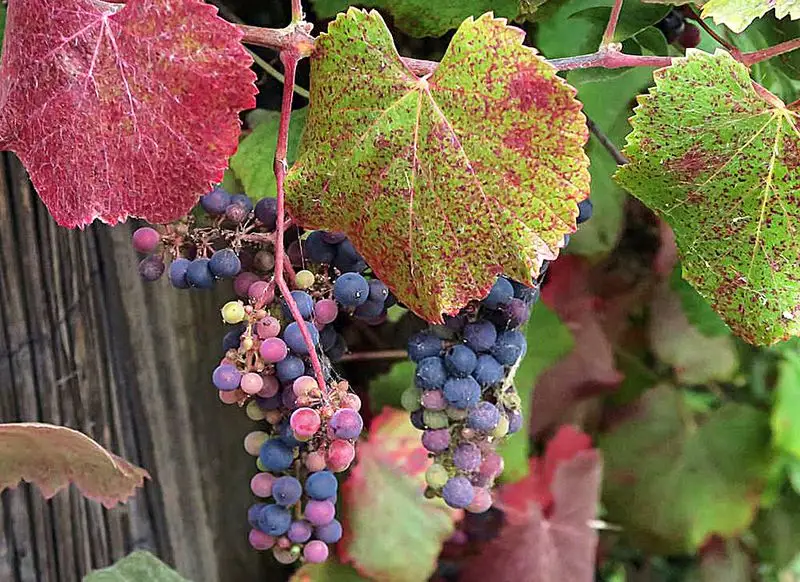Wild Grape