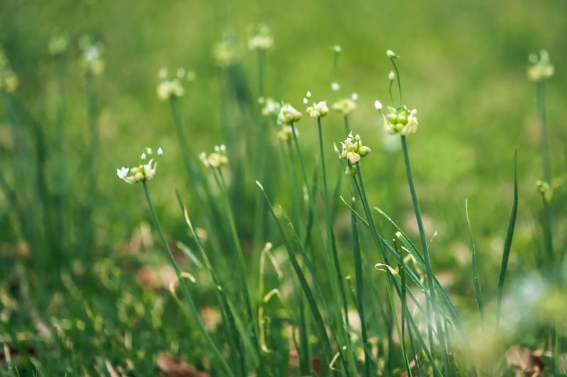 Wild Onion