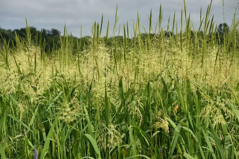 Wild Rice