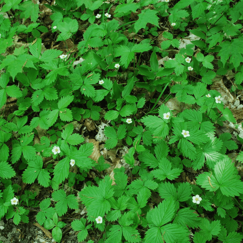 Wild Strawberry (Fragaria vesca)