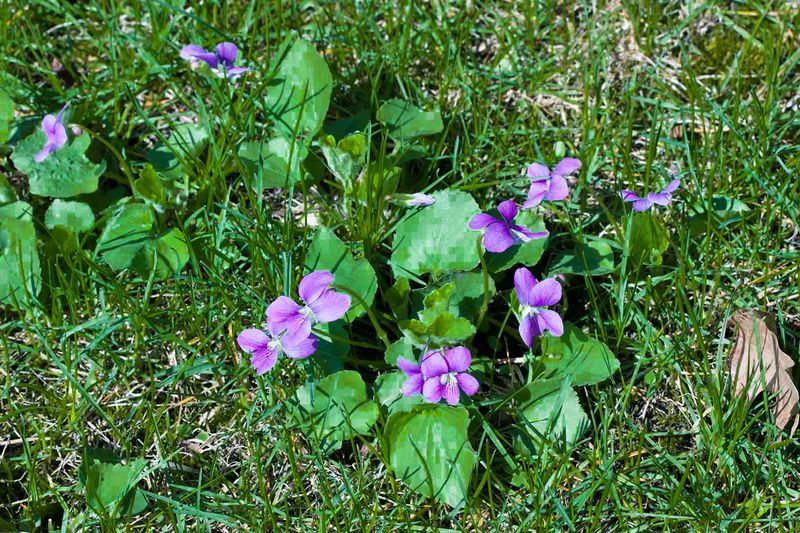 Wild Violet