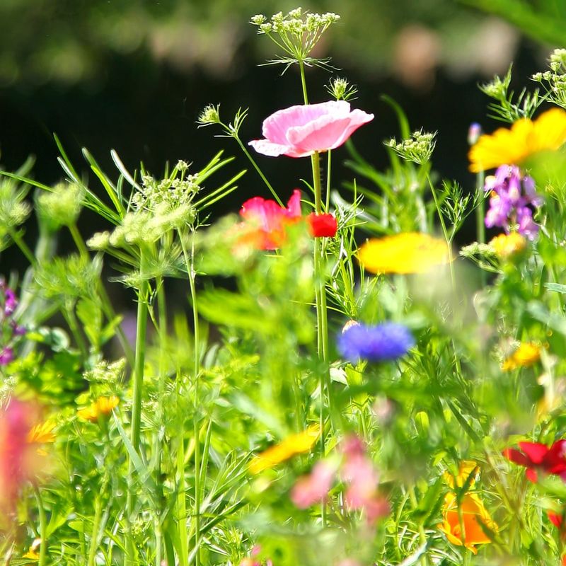 Wildflower Meadow