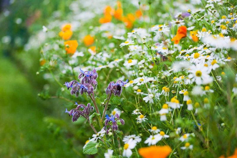 Wildflower Meadows