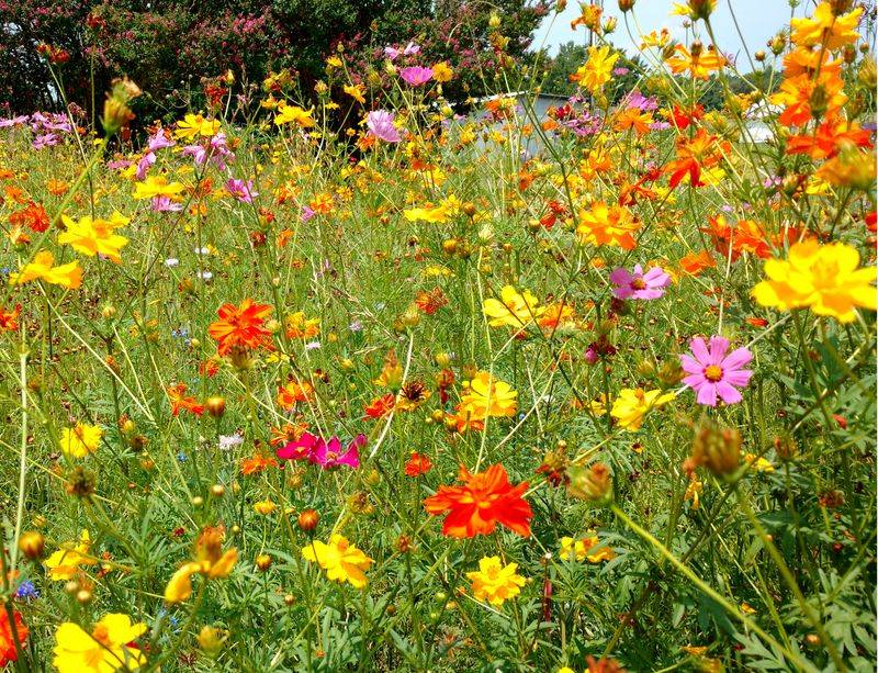 Wildflower Meadows