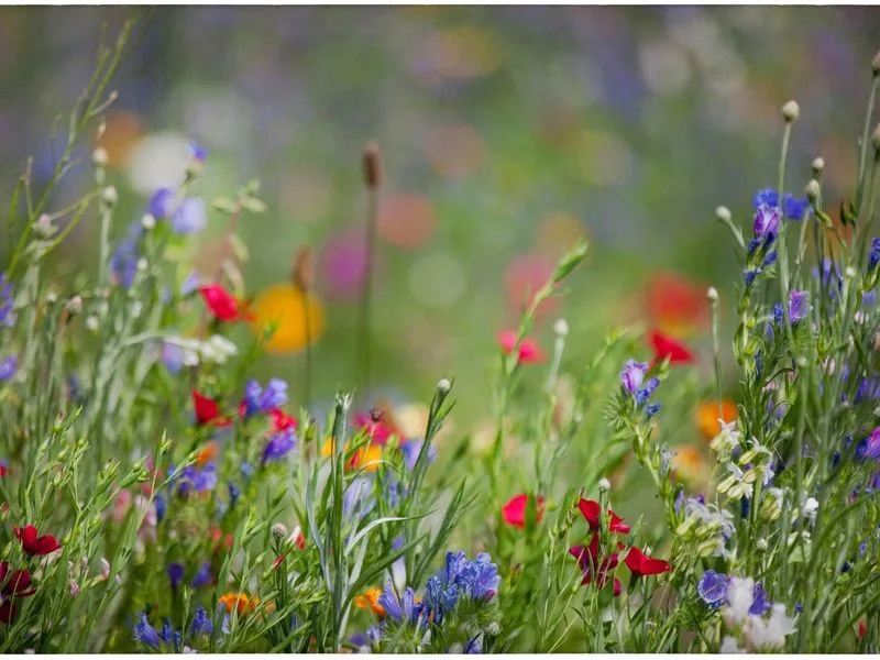 Wildflower Storytime