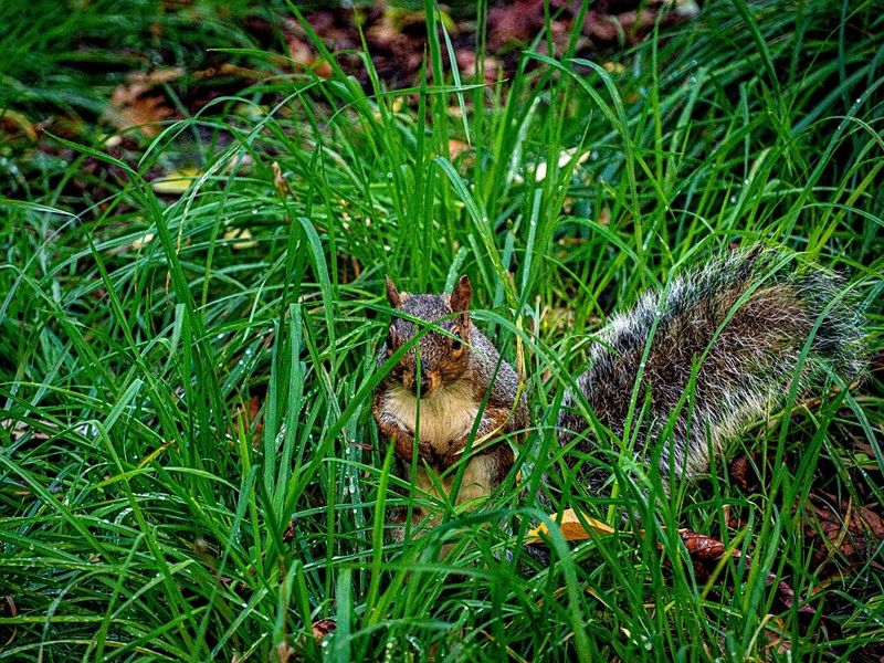 Wildlife Habitat