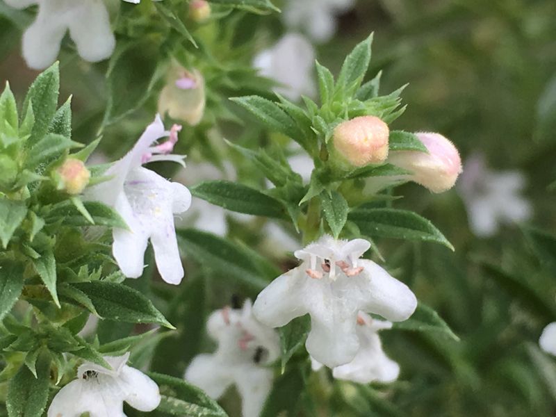 Winter Savory