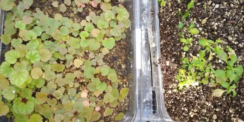 Winter Sowing Method