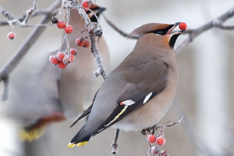 Winterberry