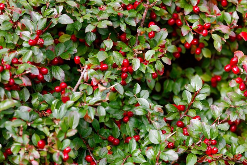 Wintergreen (Gaultheria procumbens)