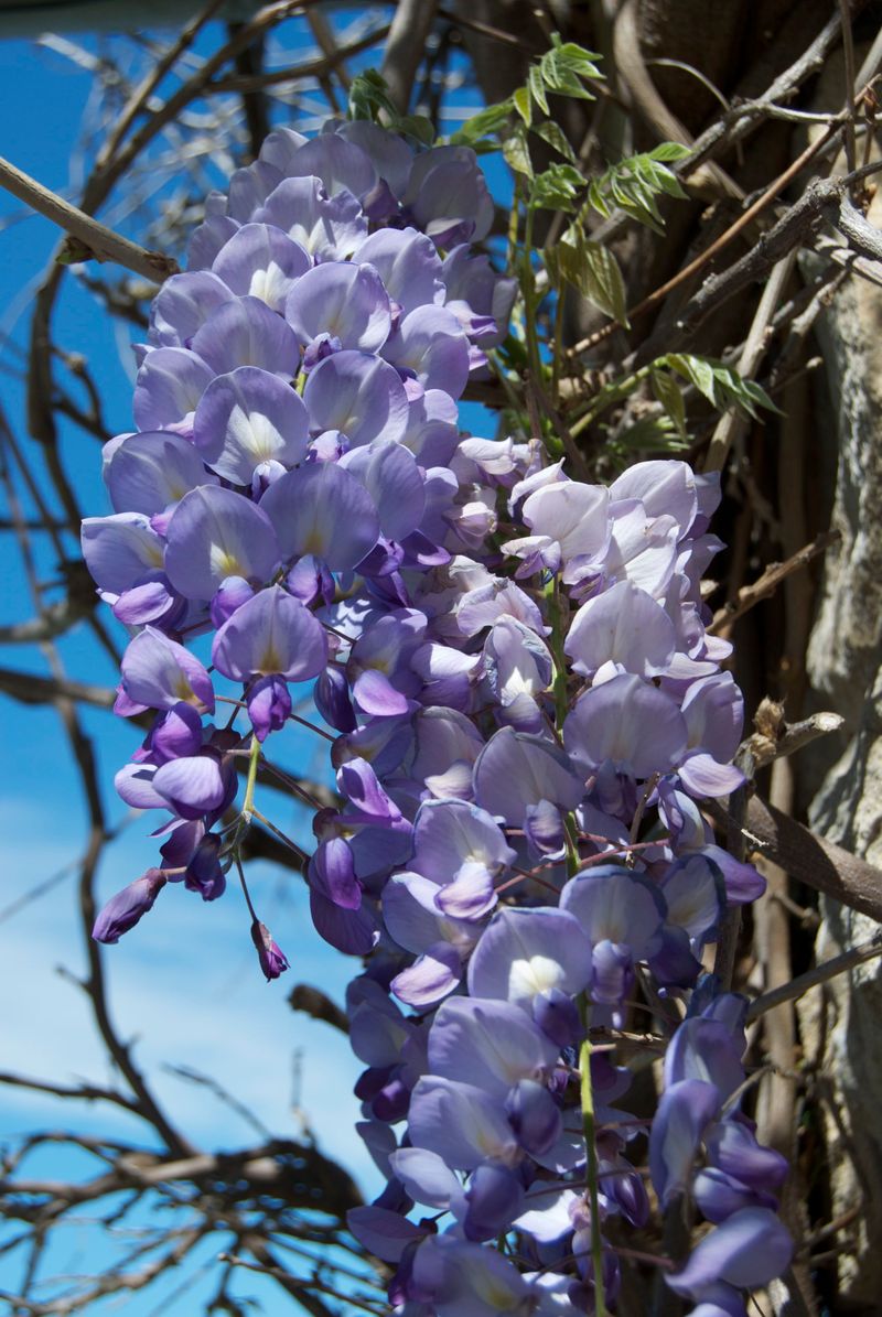 Wisteria